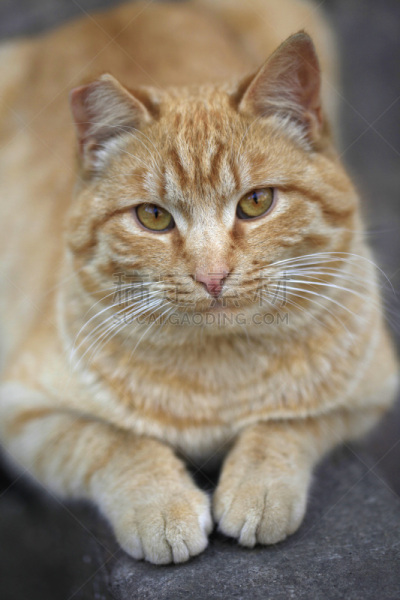 可爱的,猫,垂直画幅,头发,毛皮,墨西哥火桶仙人掌,家畜,猫科动物,乌克兰,动物身体部位
