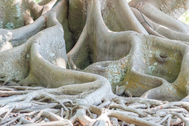 根部,菩提树,水平画幅,moreton bay fig,无花果,古老的,巨大的,户外,植物,热带气候