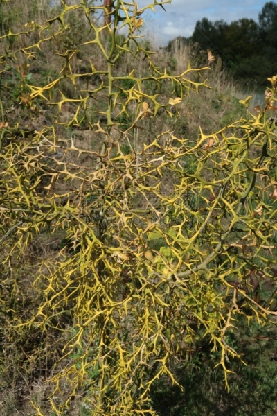 野生植物,垂直画幅,天空,维拉尔莱栋市,水平画幅,云,无人,户外,草,视力