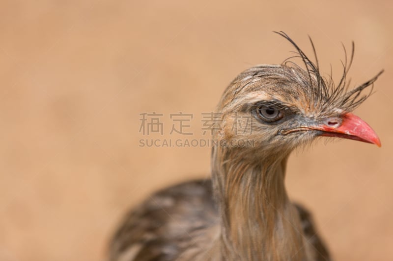 巴西,野外动物,南美,水平画幅,鸟类,叫鹤,红腿叫鹤,观鸟,潘塔纳尔湿地,南美大草原