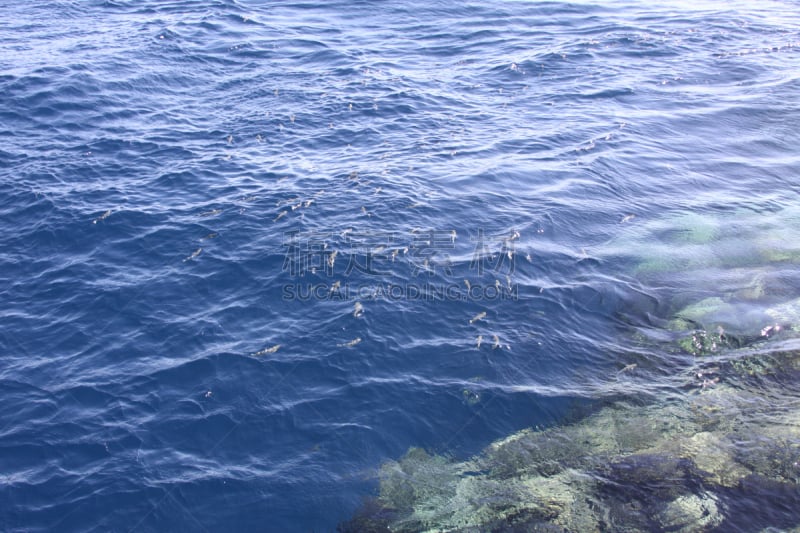 鱼类,红海,水,留白,水平画幅,无人,埃及,夏天,中东,彩色背景