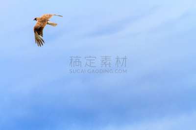 天空,蓝色,背景,南美,褐色,食肉鸟,水平画幅,鸟类,野外动物,红隼