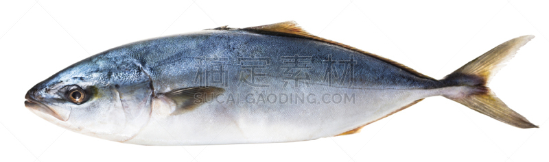 生食,鲔鱼,湿,清新,自然界的状态,背景分离,食品,野生动物,死的,成分