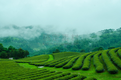 山,农场,绿茶,美,水平画幅,早晨,树林,田地,植物,清新
