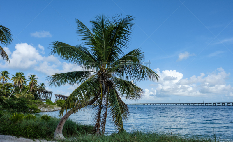 佛罗里达群岛,bahia honda key,灵性,桁架桥,在上面,图钉,自然美,棕榈树,过时的,美国