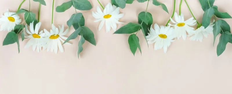 边框 花束 留白 背景 甘菊花 米色背景 柔和色 花 上装 构图图片素材下载 稿定素材 边框 花束 留白 背景 甘菊花 米色背景 柔和色 花 上装 构图图片素材下载 稿定素材