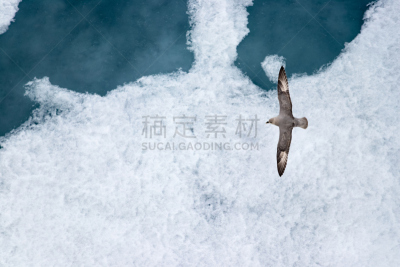 北极贼鸥,冰,北冰洋,寄生的,贼鸥,在上面,褐色,野生动物,水平画幅,无人