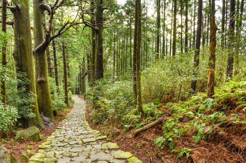 灵性,小路,日本,熊野古道,水平画幅,山,无人,夏天,户外,拉奇瀑布