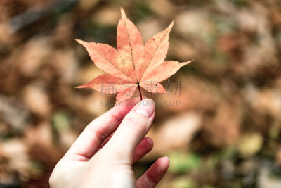 鸡爪枫,叶子,水平画幅,地形,秋天,无人,有毒生物体,日本,户外,山