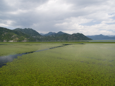 斯库台湖,斯库台,阿尔巴尼亚,水,水生植物,水平画幅,睡莲,沼泽,户外,湖