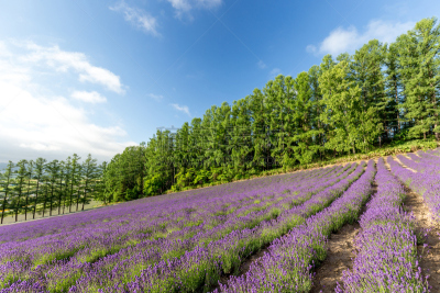 日本,富良野盆地,北海道,芳香的,水平画幅,山,无人,夏天,户外,植物