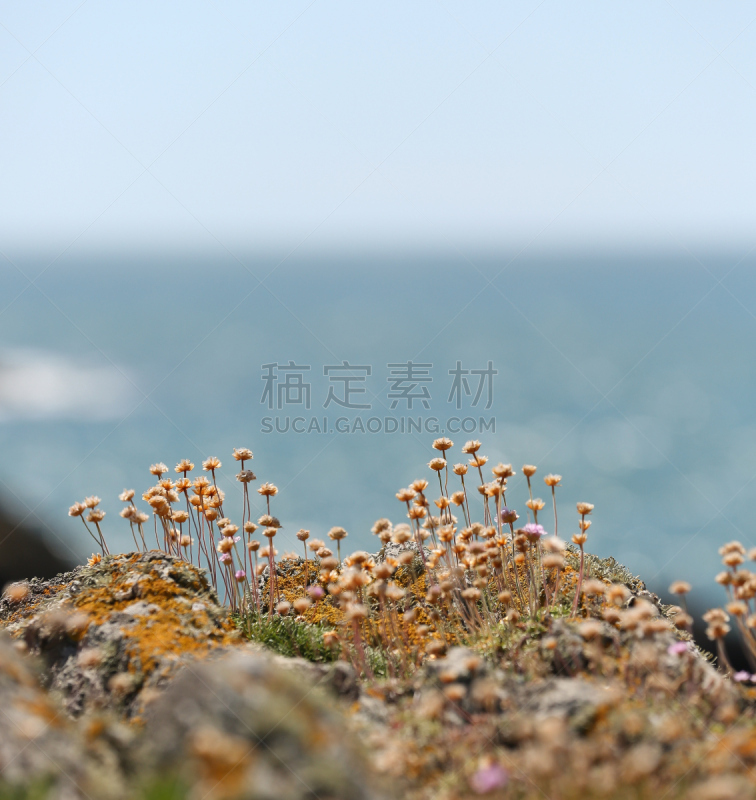 海石竹,岩石区,里面,垂直画幅,选择对焦,无人,海岸地形,户外,干的,草