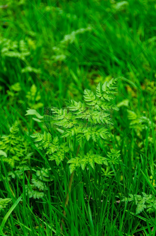 草,欧洲蕨,复叶,垂直画幅,气候,枝繁叶茂,草坪,夏天,彩色图片