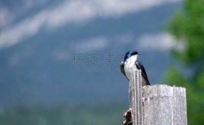 树燕,洛矶山脉,水平画幅,燕子,无人,鸟类,夏天,户外,北美歌雀,喙