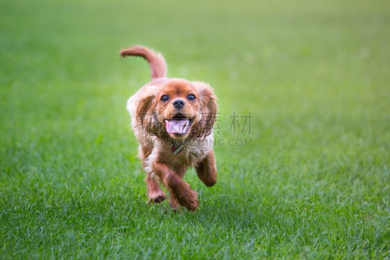 查理王小猎犬,草地,可爱的,草坪,纯种犬,骑士,狗,一只动物,哈巴狗,查尔斯王犬