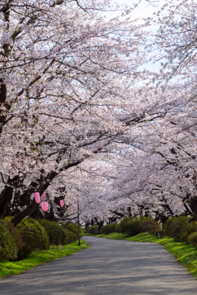 樱花,日本,樱之花,建筑工地,顶部,公园,自然,垂直画幅,美,地形
