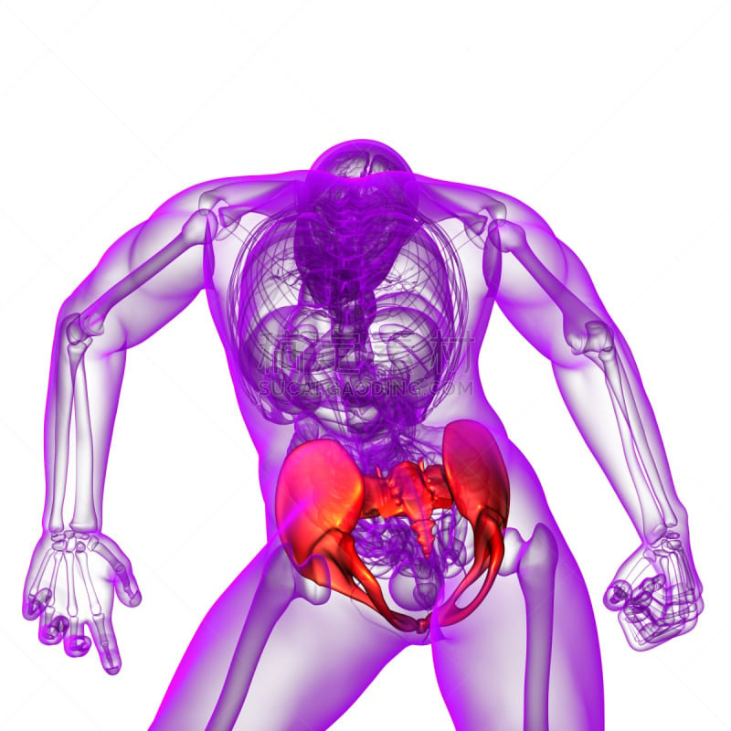 健康保健,骨盆,骨骼,插画,三维图形,人类骨架,四肢,股骨,脊柱