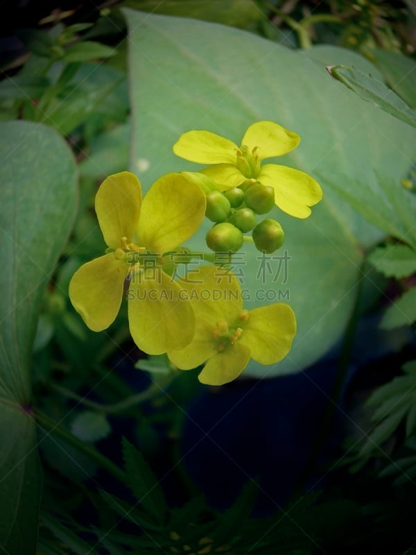 芥菜田,仅一朵花,自然,垂直画幅,芥菜,十字花科,无人,香料,户外,草药