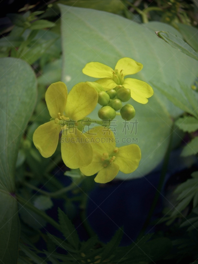 芥菜田,仅一朵花,自然,垂直画幅,芥菜,十字花科,无人,香料,户外,草药