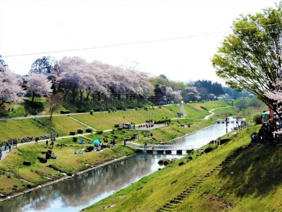 传统节日,樱桃树,城市,传统,运动,仅日本人,环境,美术绘画,海峡,公园
