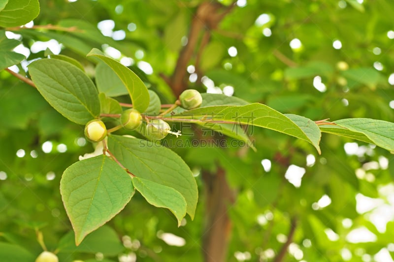 日本紫茎植物,白色,春天,植物,水平画幅,无人,黄色,日本,夏天,神奈川县