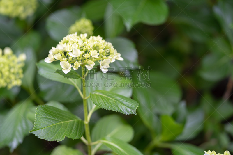 八仙花属,美,公园,水平画幅,枝繁叶茂,无人,五月,湿,纯净,东亚