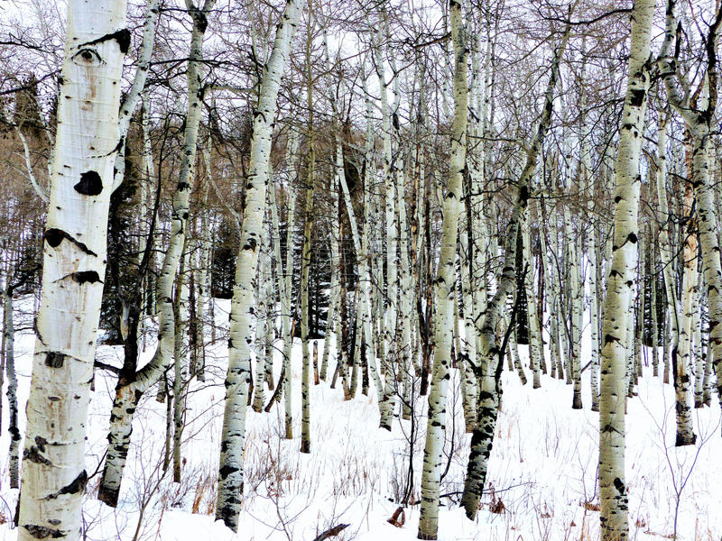 雪,白杨类,洛矶山脉,水平画幅,冬天,斯廷博特斯普林斯,无人,科罗拉多州,户外,摄影