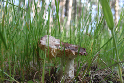 蘑菇,自然,褐色,水平画幅,秋天,无人,苔藓,有机食品,夏天,户外