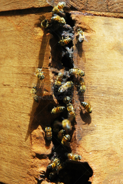 蜜蜂,木制,蜂箱,垂直画幅,蜂蜡,动物身体部位,盒子,户外,翅膀,树林