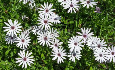 白色,紫色,中心,自然美,栽培大波斯菊,萱草,银莲花,大波斯菊,天竺葵,非洲雏菊