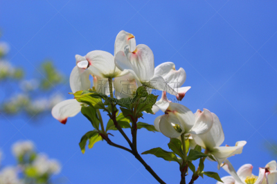 开花的山茱萸,天空,六月,水平画幅,无人,夏天,户外,特写,箭木,白色