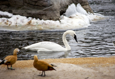 冬天,天鹅,湖,白色,长湖,颈,湖岸,水平画幅,雪,优美
