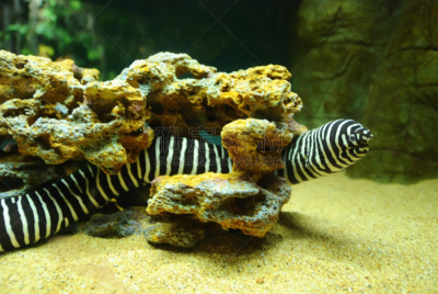 水族馆,蓑鲉,扁形虫,裸鳃亚目动物,鲨鱼,小丑,水,美,水平画幅,软体动物