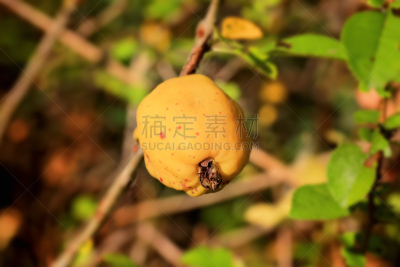 皱皮木瓜,温柏,维生素,水果,茶花,菜园,秋天,未成熟的,芳香的,水平画幅