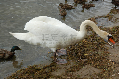 白色,天鹅,水鸟湖,水,美,颈,水平画幅,无人,优美,鸟类