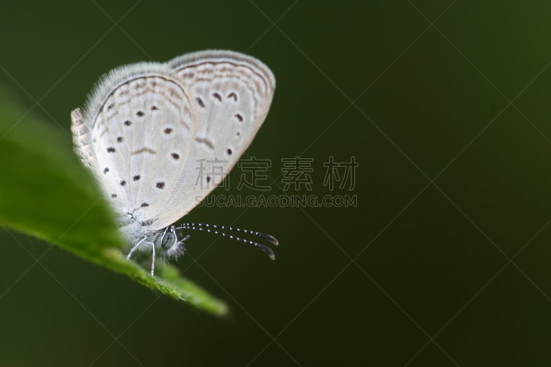 蝴蝶,自然美,灰蝶科蝴蝶,茴香,动物身体部位,野外动物,夏天,草,图像,男性