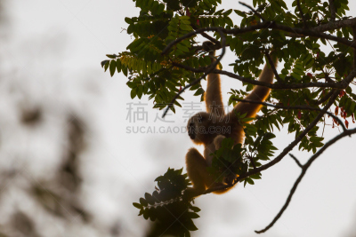 吉本,暗色,鹭管鱼,绘画艺术品,美,动物嘴,水平画幅,婆罗洲岛,美人,猴子