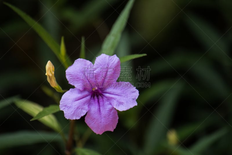 米妮,根部,晚香玉,自然,美,水平画幅,夏天,户外,图像,仅一朵花