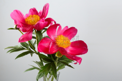 花束,牡丹,品红色,灰色背景,分离着色,野玫瑰果,大丽花属,美,艺术,水平画幅