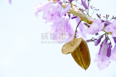 紫薇科树,比勒陀利亚,布里斯班,自然,天空,美,艺术,水平画幅,紫罗兰,花