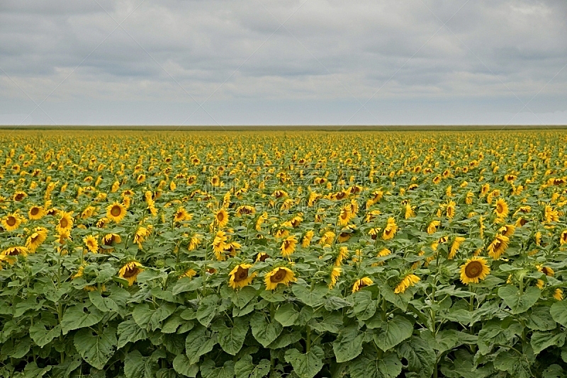 Field of blooming sunflowers under cloudy sky with clouds.