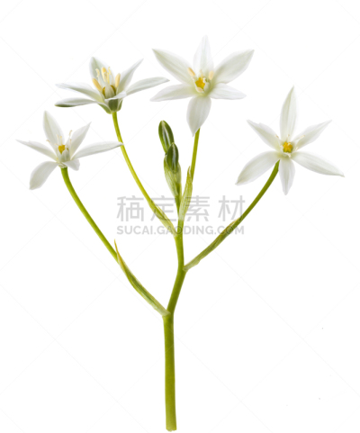 伯利恒,星形,七瓣莲,天门冬科,垂直画幅,睡莲,无人,纯净,特写,仅一朵花