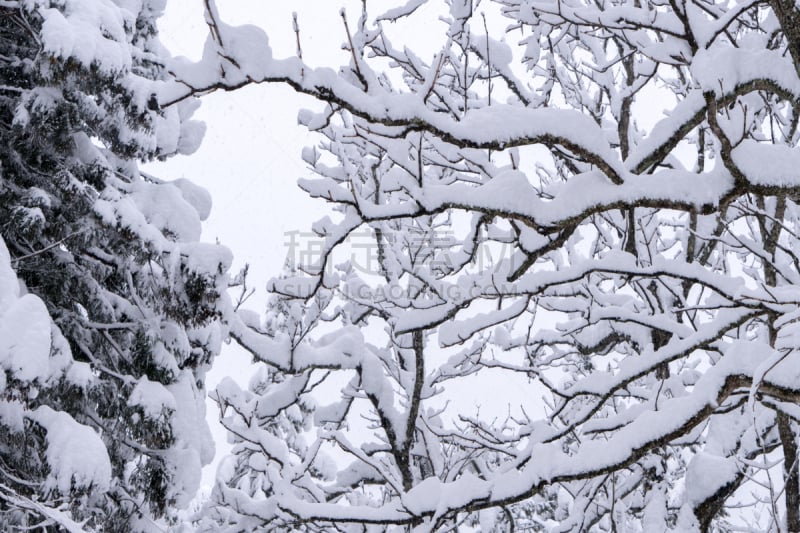 五箇山,世界遗产,乡村,日本,抽象,纹理效果,大雪,背景,枝,树