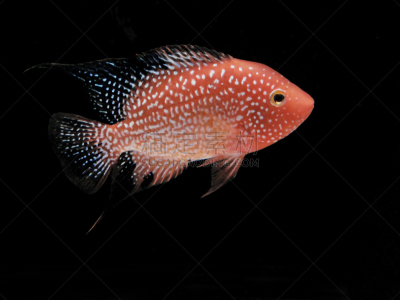 红色,转基因,鱼肉,德克萨斯,丽体鱼,驼峰,骄纵宠物,水平画幅,水下,人的脸部