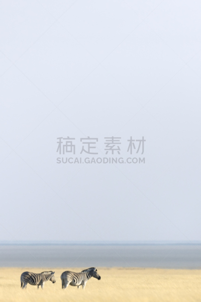 斑马,埃托沙国家公园,平原,在之后,美国公开赛,达马拉兰,赞比亚,有蹄哺乳动物,考科维尔德,卡格拉格帝边境公园