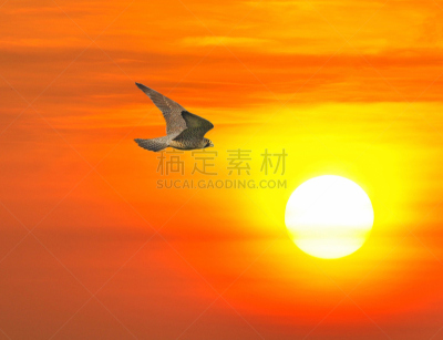 游隼,自然,野生动物,食肉鸟,水平画幅,鸟类,猎鹰,老鹰,红色,捕食