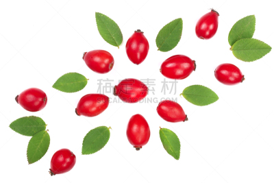 顶部,浆果,分离着色,式样,白色背景,视角,平铺,蔷薇果,正面视角,留白