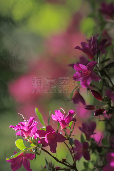 杜鹃花属,杜鹃花,粉色,垂直画幅,美,无人,户外,特写,仅一朵花,开花时间间隔