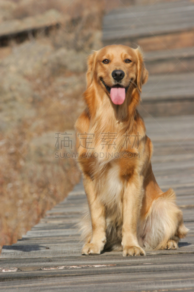 金毛寻回犬,狗,垂直画幅,美,幸福,纯种犬,可爱的,快乐,户外,幽默
