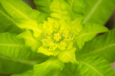 植物,绿色,森林,美,水平画幅,形状,尖的,社区菜园,荆棘,狐尾松